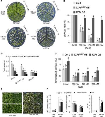 Overexpression of stress granule protein TZF1 enhances salt stress tolerance by targeting ACA11 mRNA for degradation in Arabidopsis